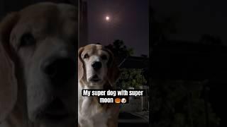 My super dog with super moon #viral #trending #youtubeshorts #shorts #shortvideo #short #happy