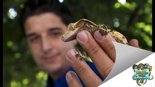 Crested Gecko Safe Plant List - Reptile Edge