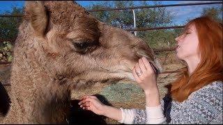 My pet camels   جمل