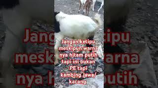 jangan salah pilih kambing #shortvideo #goat #kambingkambing #videoshort #youtubeshorts