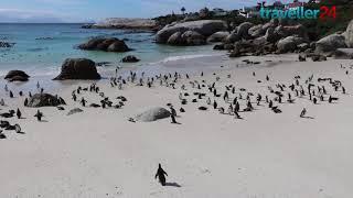 Boulders Beach -  Home of the African Penguin