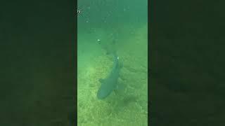 Schnorcheln mit Weissspitzenriffhaien bei Los Tuneles Insel Isabela Galápagosinseln