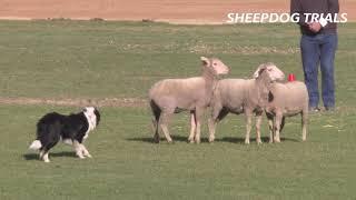 2019 Sheep Dog Trials  Royal Adelaide Show
