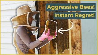Aggressive Bees Instant Regret