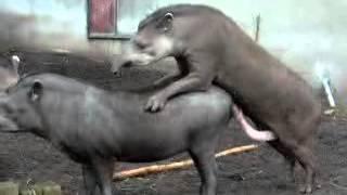 Tapir Mating