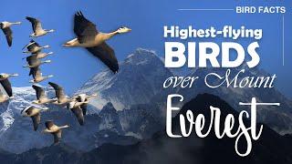 Bar-headed Goose Facts  Bird Facts  Highest-flying birds