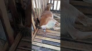 Detik_Detik Kambing Melahirkan