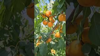 абрикос Прімая #садівництво #garden #сад #максимгаранжа