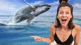 Swimming with Baby Humpback Whales incredible encounters