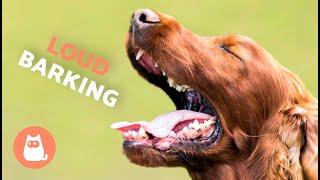 Dogs BARKING LOUD Compilation  See How Your DOG REACTS