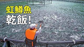 世界上最具爭議的魚，虹鱒魚的一生