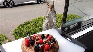 Squirrels reactions to cake