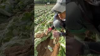 Bersih bersih Lahan setelah panen kubis di Jepang ll supaya tanah tetap subur