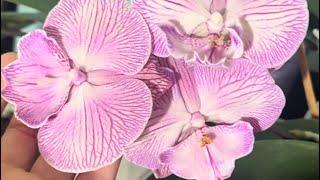 Снова про орхи. Фаленопсис ликаста целогина иванагара и др. Обзор 15 орхидей. Названия в описании