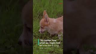 Unleash the Adorable Top 5 Corgi Dog Quotes You Cant Miss