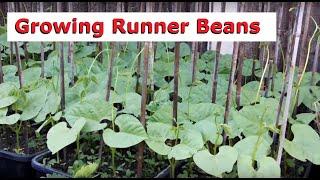 Growing Runner Beans Including Time Lapse Video