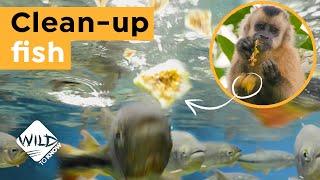 Why this Fish cant Resist the Monkeys Mess I Wild to Know
