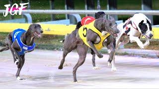 Greyhound Racing The Ultimate Dog Race of 2020