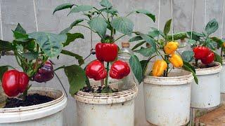 Bell peppers are big and sweet if you Grows them by this method growing peppers from seeds