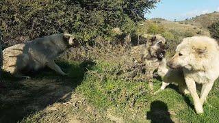 lgd  Rank Fight 2 females vs 1 male  livestock guard dog