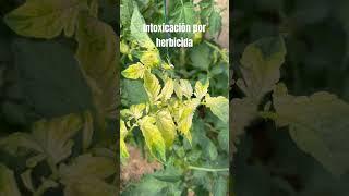 Intoxicación de herbicida sistémico por no lavar mangueras #plantas #tomato #agriculture #herbicide