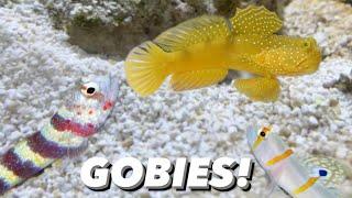 Picking A New Goby For My Pistol Shrimp - Nano Reef Tank Update Yellow Watchmen Goby Red Line Goby