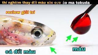 Thí nghiệm đổi màu cơ thể Cá Thủy Tinh  cực ảo ma của anh bảy  review giải trí đời sống