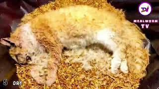 Cat vs mealworms13000 superworms eating catmealworm time lapse