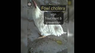 Fowl cholera Sign treatment & prevention