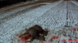 Peuratuplien kaatoWhitetail Deer Hunting