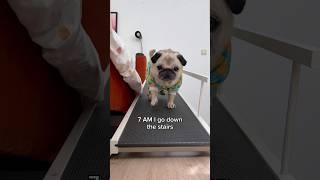 A VERY busy morning in Loulou’s life  Song by The Holderness Fam #pug #dog #shorts