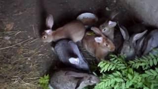 Кормление кролейкак кролики едят ветки деревьев.