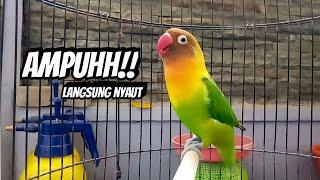 Lovebird Ngekek Panjang JAGO PANCING EMOSI Labet Lain BARU DIPUTAR Lovebird Apapun Langsung NYAUT