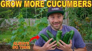 The #1 Secret To Productive Cucumber Plants ALWAYS Do This To Grow More Cucumbers