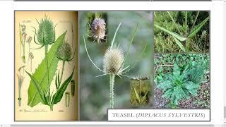 Teasel Wild Plant of the Month ... Possible Treatment for Lymes Disease