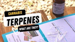 What are Cannabis Terpenes?