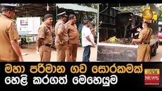 මහා පරිමාන ගව සොරකමක් හෙළි කරගත් මෙහෙයුම - Hiru News