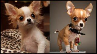 Cutest Teacup Chihuahua Compilation & Facts Video