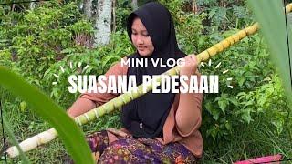 Suasana di PEDESAAN buat sambel TOMAT langsung petik di SAWAH