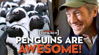 Mike Rowe Penguins and the Zoo-Hating Zookeeper  Somebodys Gotta Do It