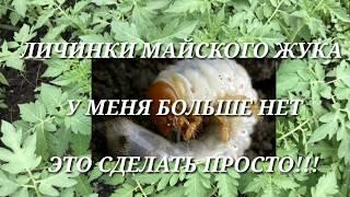 Как уничтожить личинку майского жука - Хруща