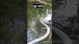 घोड़े से तेज भागने वाला साप #ratsnake #snake #rescue #forestguard #kalyansinghmehra #wildlife#forest