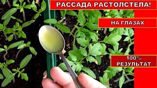 РАССАДА РАСТОЛСТЕЛА НА ГЛАЗАХ ОРГАНИЧЕСКАЯ ПОДКОРМКА РАССАДЫ ТОМАТОВ. Природное удобрение из АЛОЭ