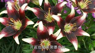 花园种3款“暗色”百合，植株矮小开花多，复花性能强，庭院必种