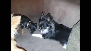 Baby the Chihuahua is disaplined by her mom in order to clean her.