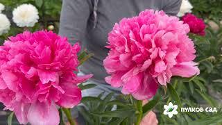 Topica Coral peony. Топика Корал пион. Пулков сад