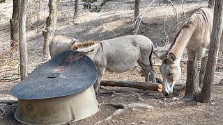 A Little Todays Homesteader Secret