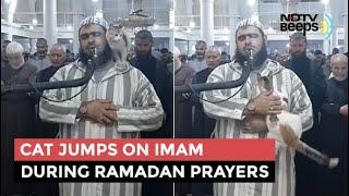 Viral Cat Jumps On Imam During Ramadan Prayers