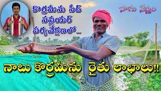 Desi Murrel Fish Farm  Velugupalli  నాటు కొర్రమీను సాగు రైతు అనుభవాలు  Sagu Nestham  సాగు నేస్తం