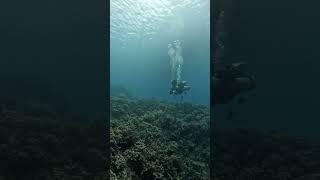 필리핀바다 스쿠버다이빙